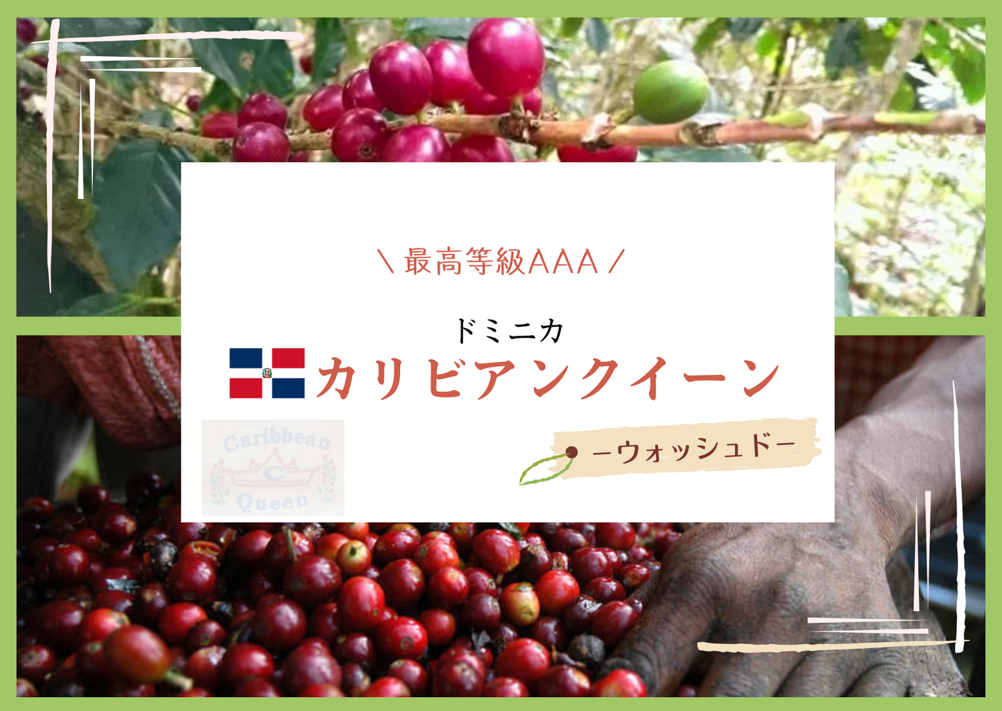 ドミニカ・カリビアンクイーン 200g 【生豆240g焙煎/焙煎後約200g】