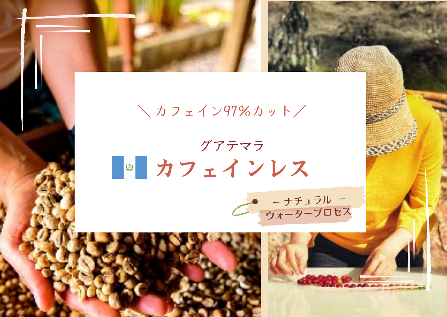 グアテマラ・カフェインレス 【生豆240g焙煎/焙煎後約200g】