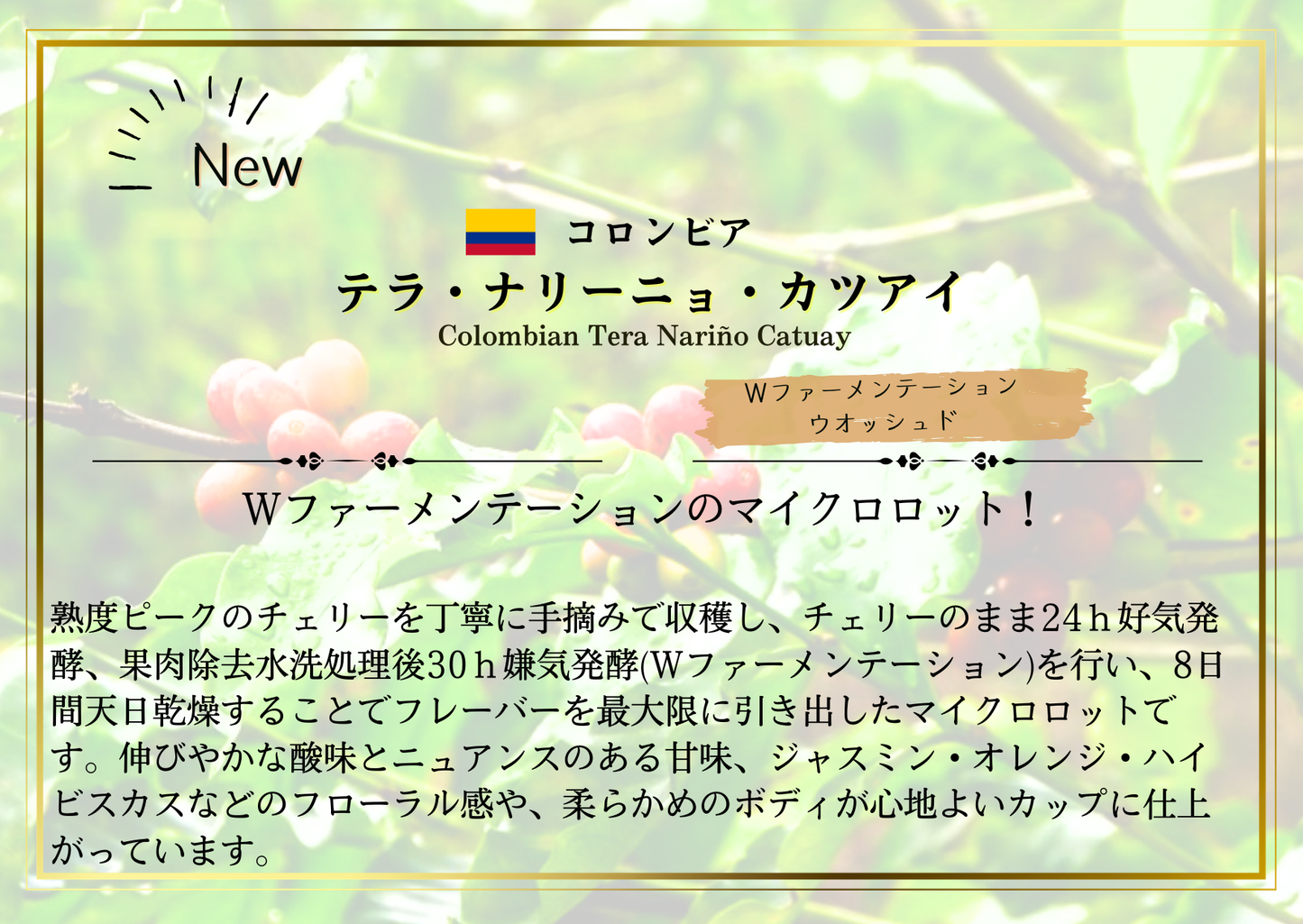 コロンビア ・テラ・ナリーニョ・カツアイ