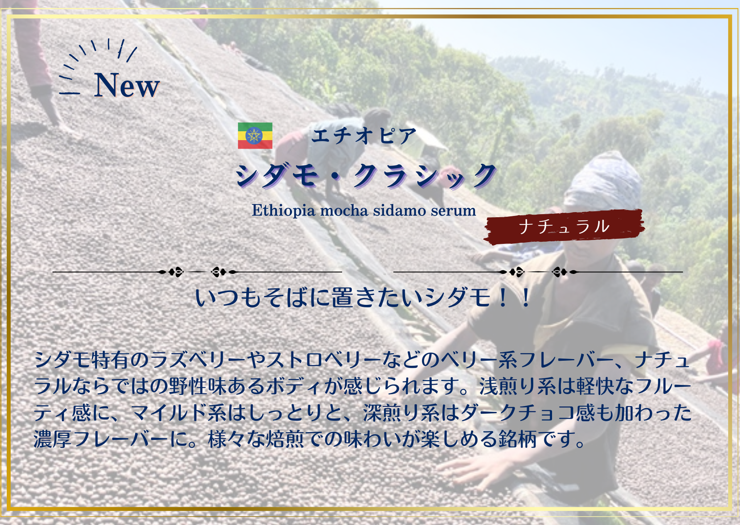 エチオピア・シダモ・クラシック