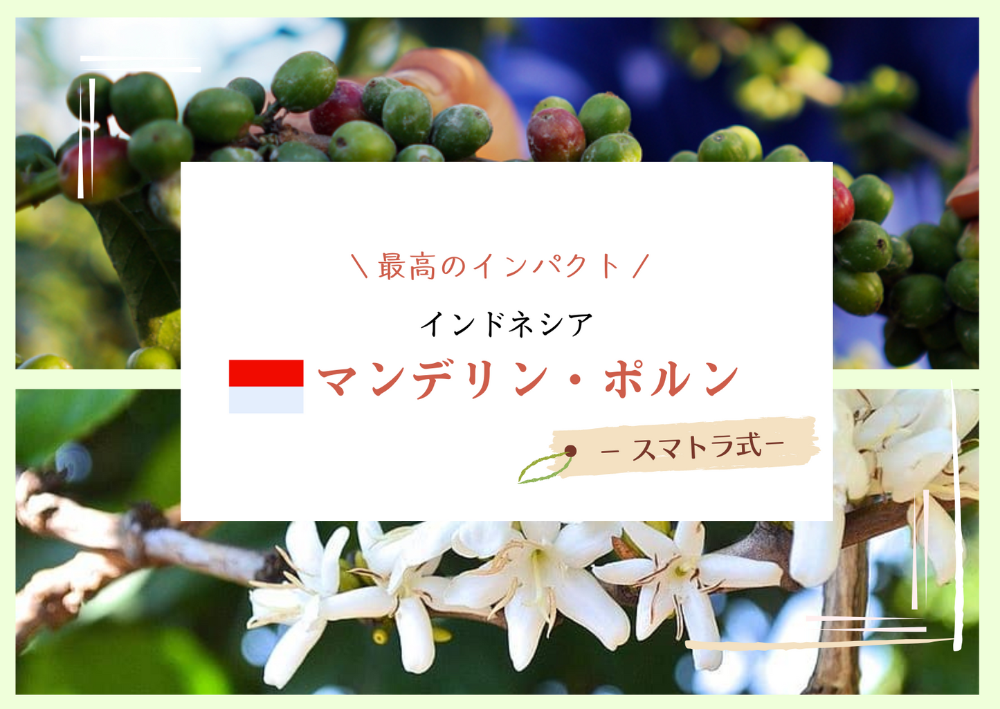 インドネシア・マンデリン ポルン