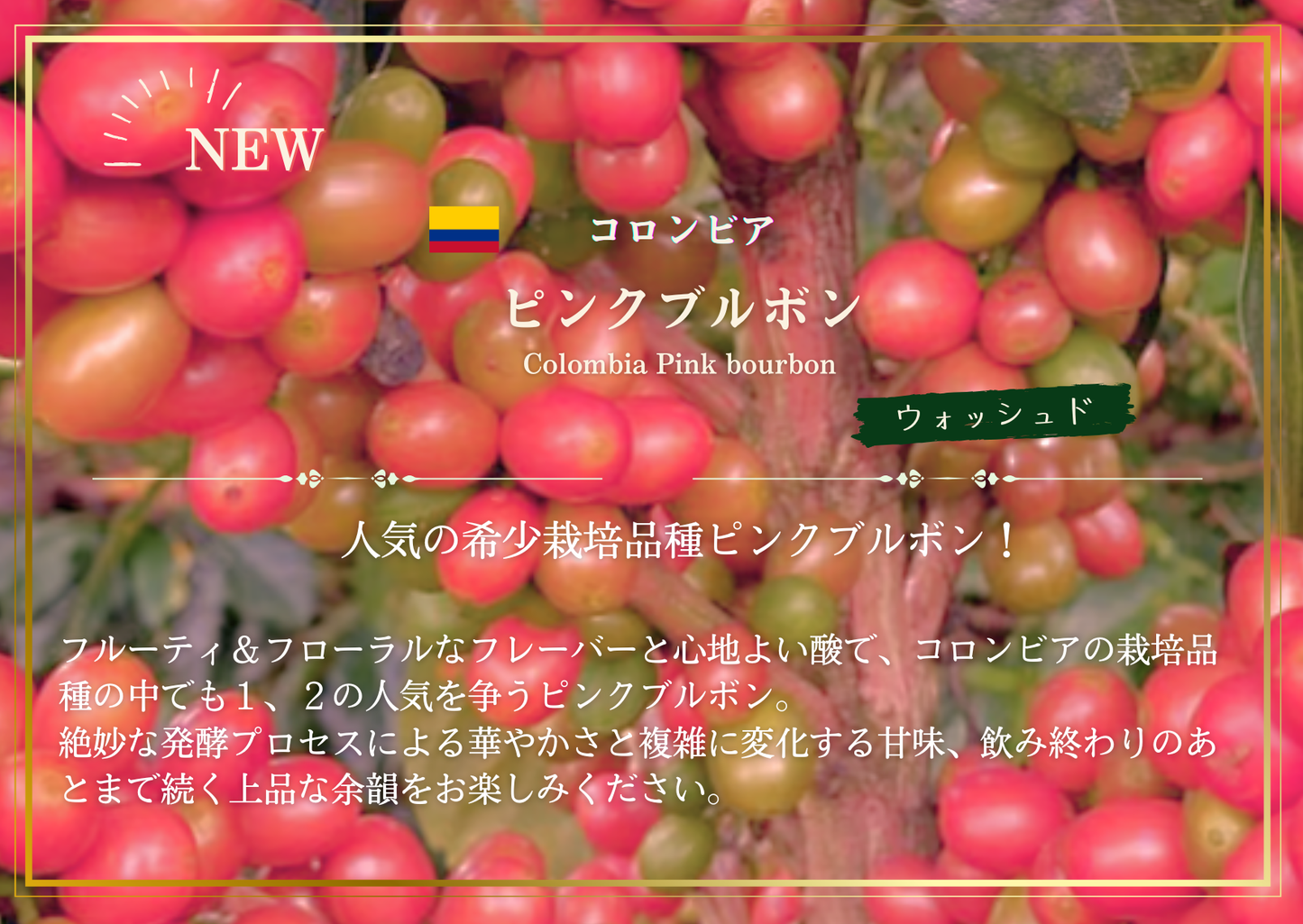 コロンビア ・ピンクブルボン