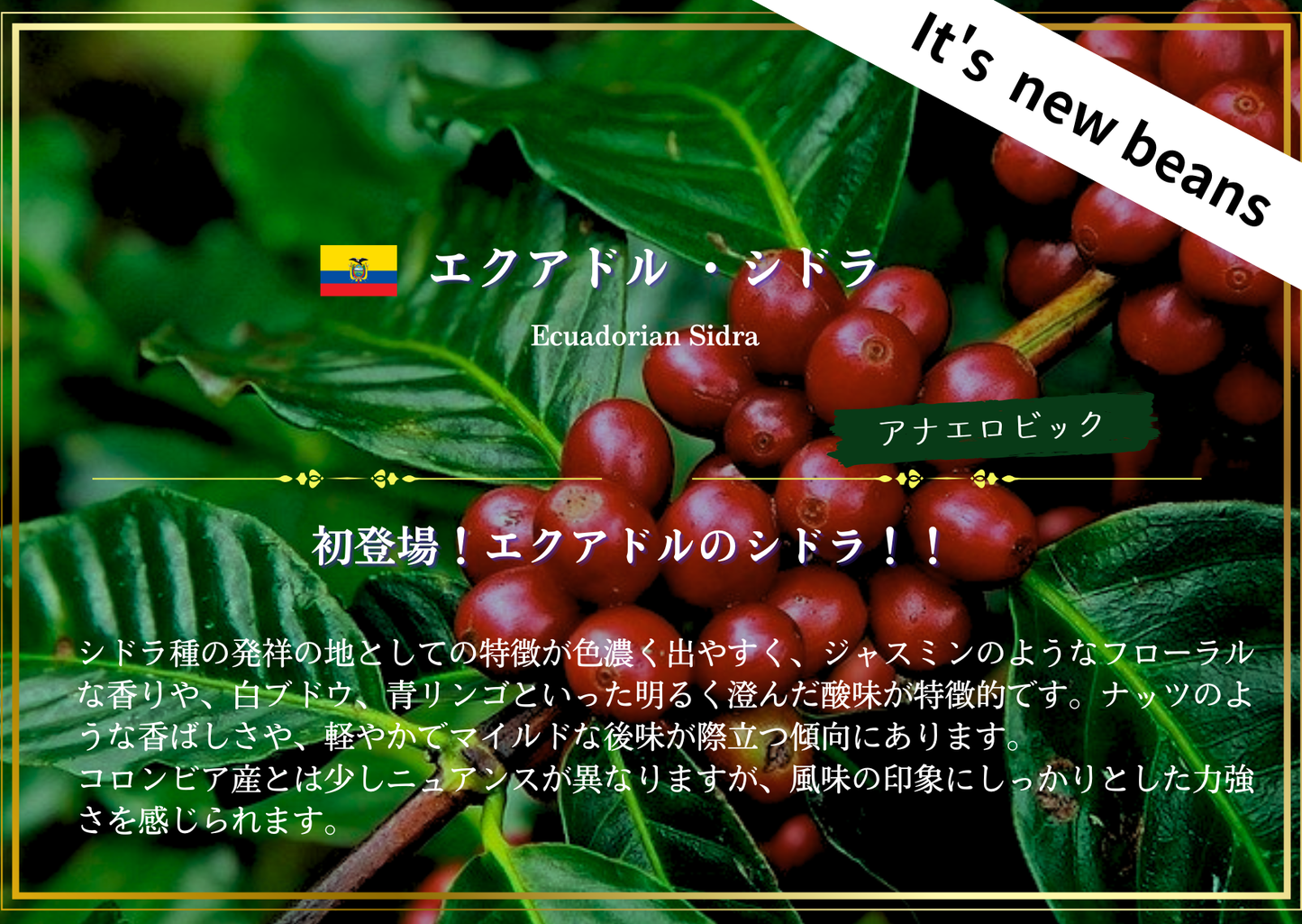 エクアドル ・シドラ