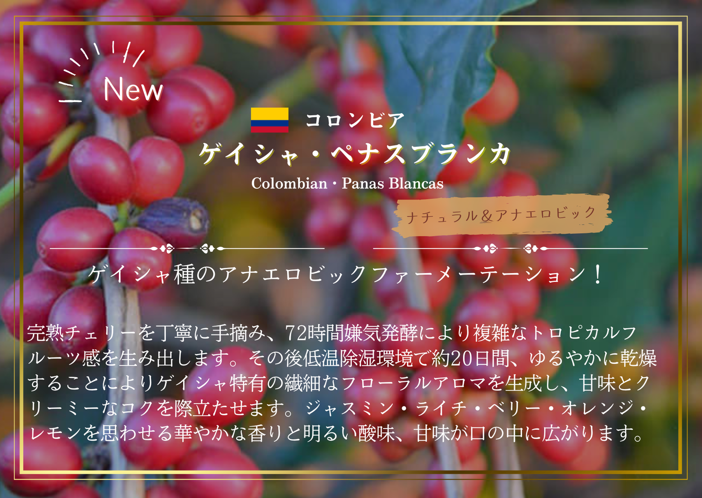 コロンビア ・ゲイシャ・ペナスブランカ