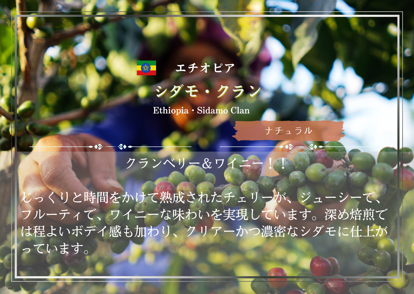 【３st Anniversary ３‐Drip set 】