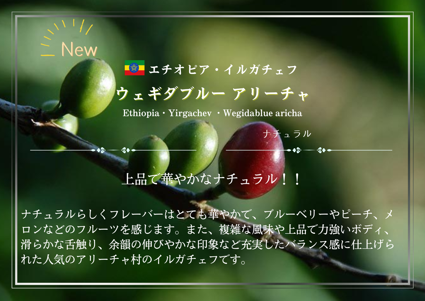 エチオピア・イルガチェフ・ウェギダブルー アリーチャ