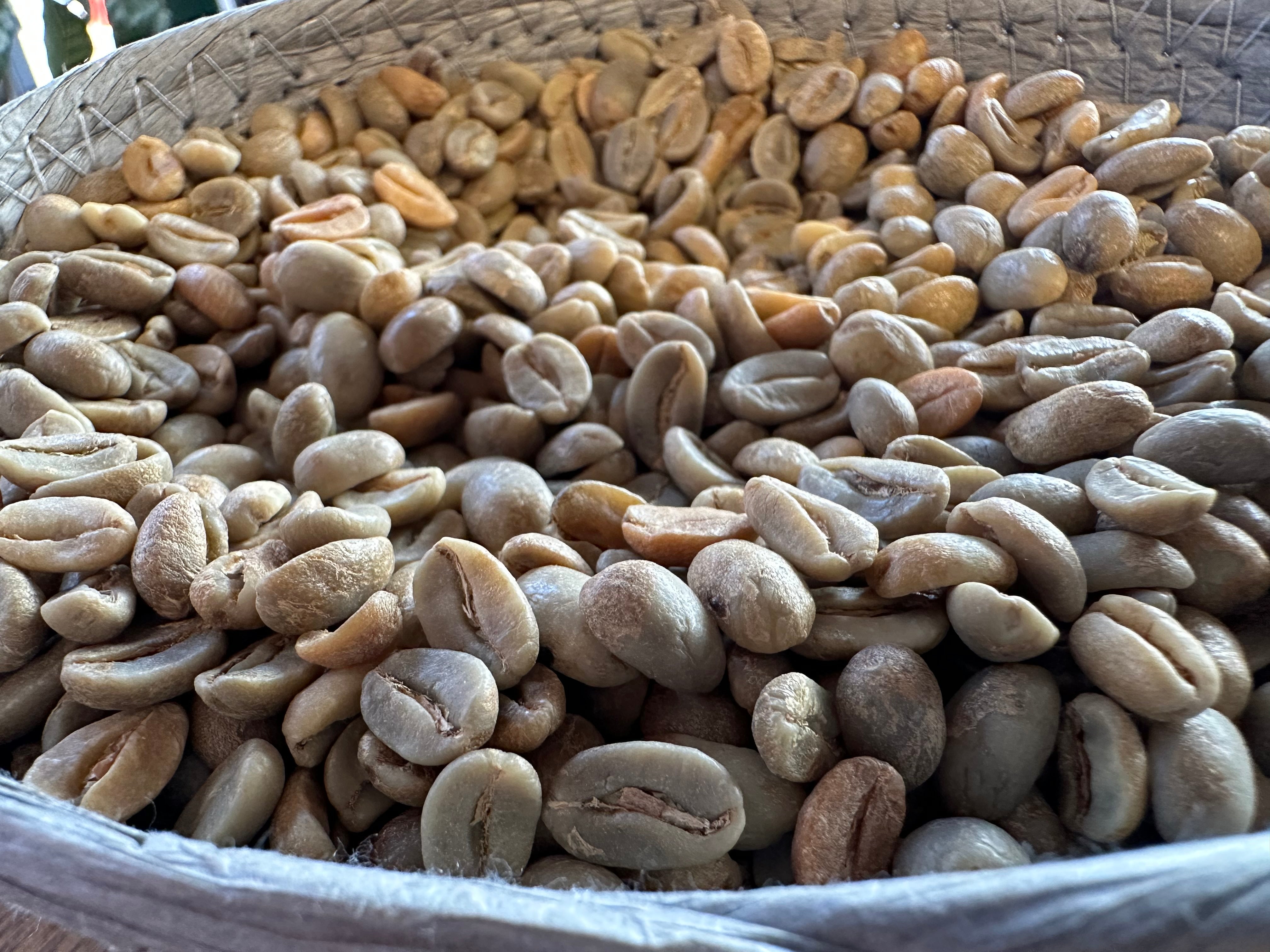 【New Beans】ドミニカ バラホナ ティピカ ワイニー ナチュラル　生豆240g焙煎／焙煎後約200g