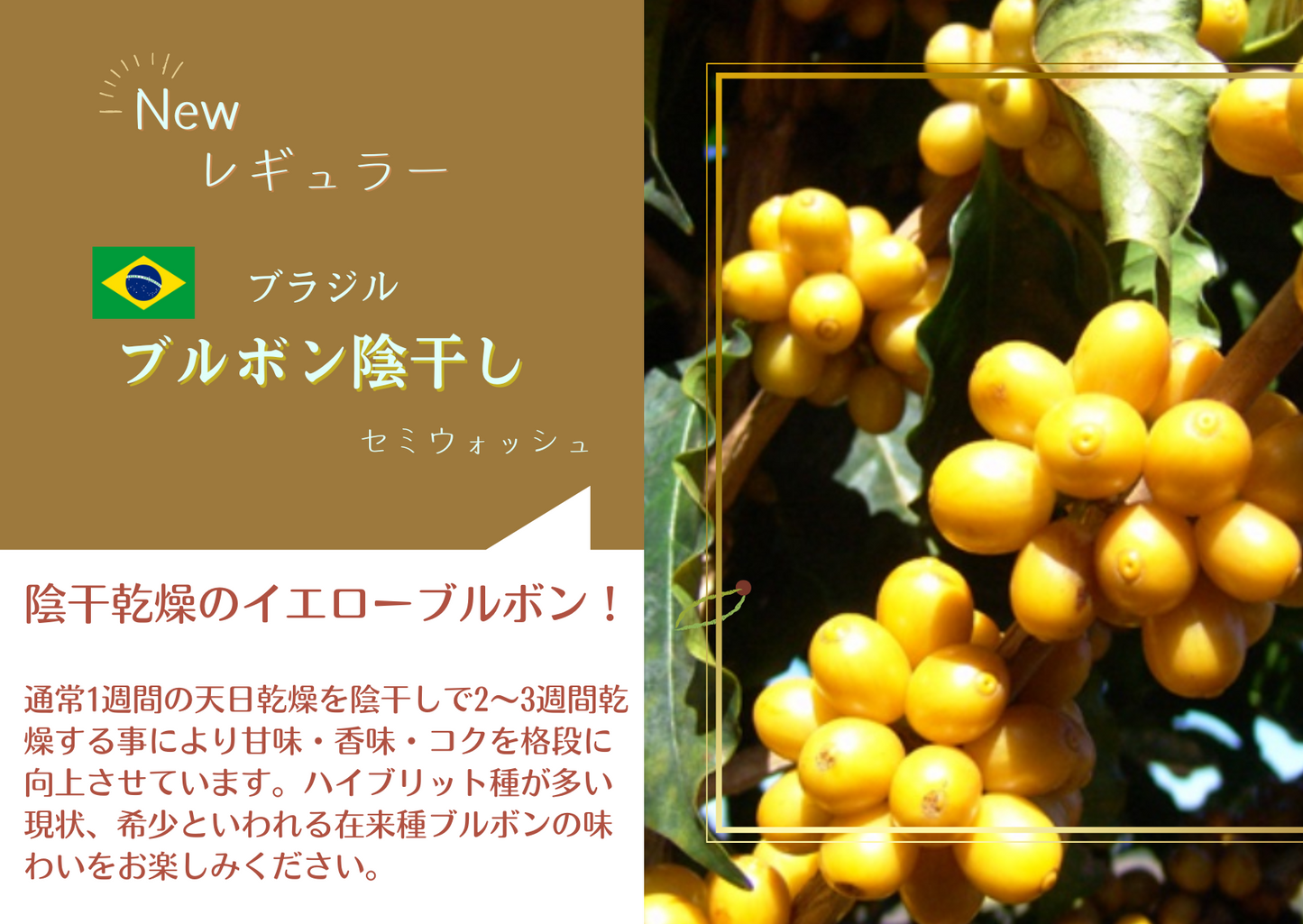 ブラジル・ブルボン日陰干し