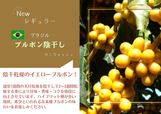 ブラジル・ブルボン日陰干し